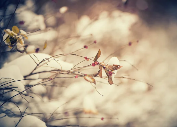 Plantas de inverno fundo — Fotografia de Stock