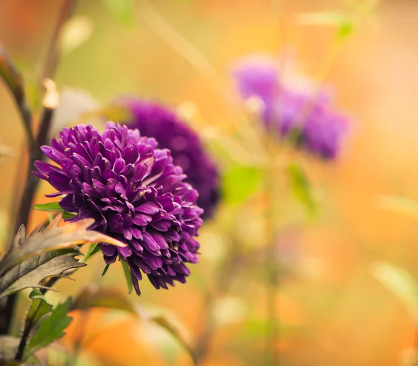 Blumen Nahaufnahme — Stockfoto