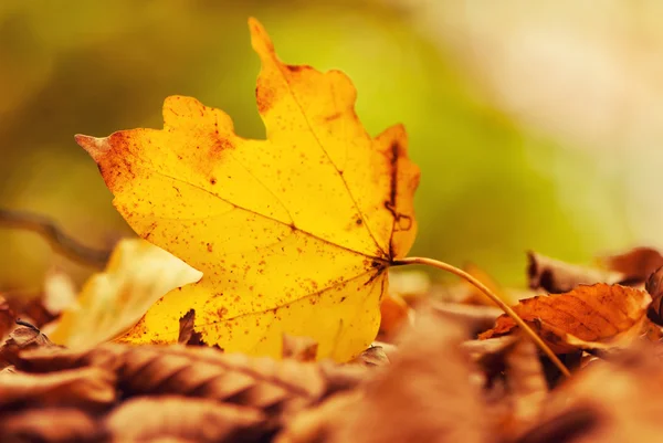 Spadający jesienny liść — Zdjęcie stockowe