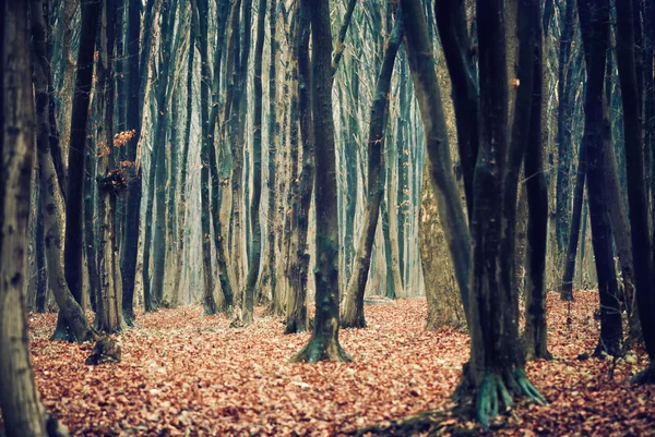 Automne humide vue sur la forêt — Photo