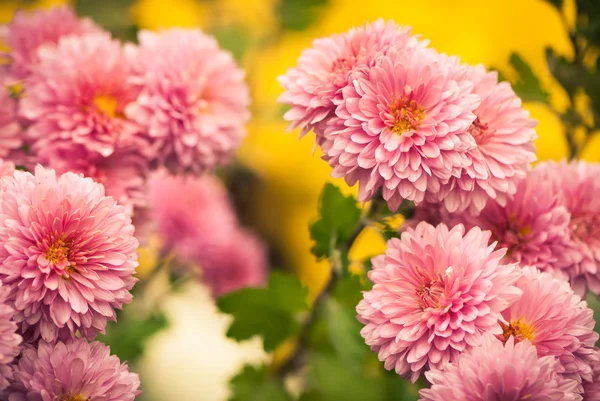 Blommor närbild — Stockfoto