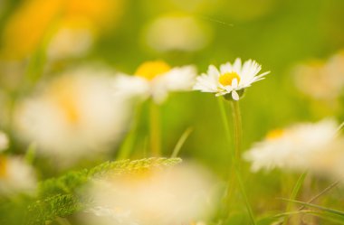 Bahar papatya çiçeği