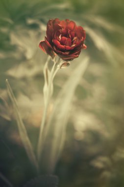 Kırmızı bahar çiçekleri