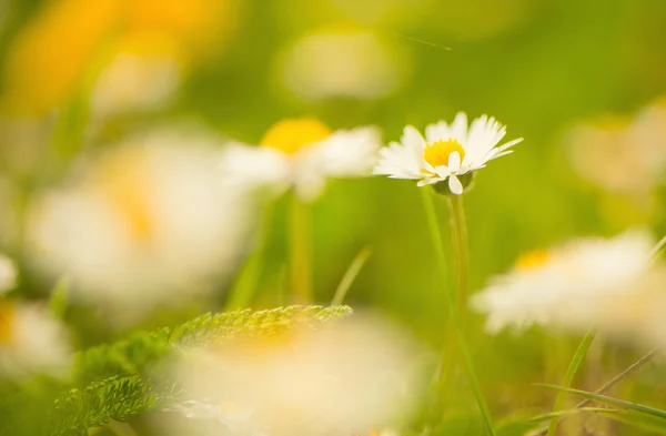 Spring daisy flower — Stock Photo, Image