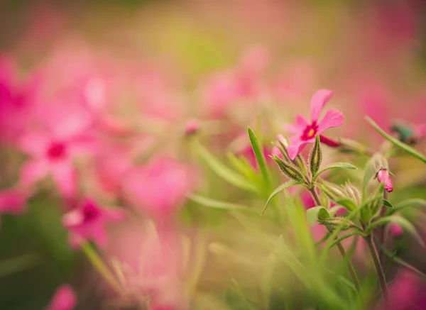 Red spring flowers — Stock Photo, Image