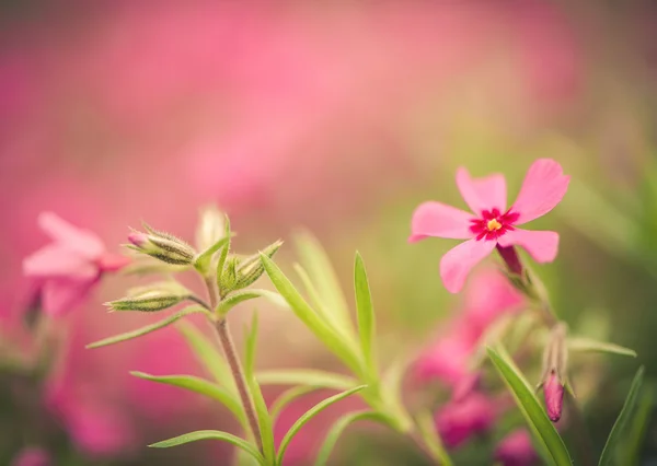 Rote Frühlingsblumen — Stockfoto