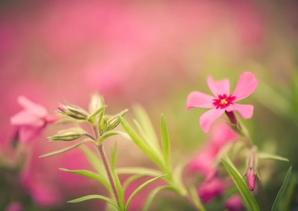 Red spring flowers — Stock Photo, Image