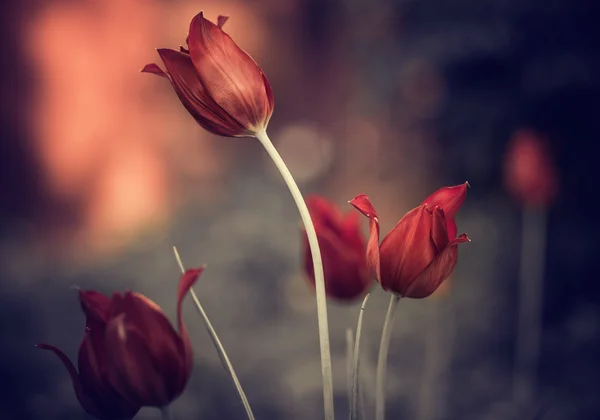 Czerwone kwiaty tulipana — Zdjęcie stockowe