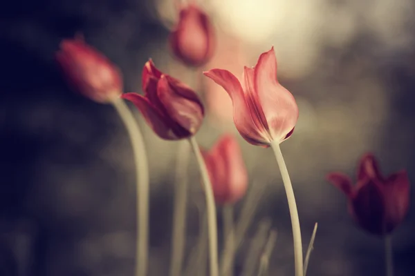 赤いチューリップの花 — ストック写真