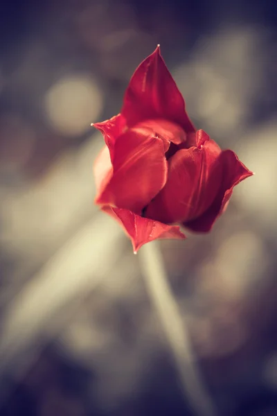 Red spring tulip — Stock Photo, Image