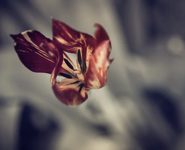 Tulipán de primavera rojo — Foto de Stock