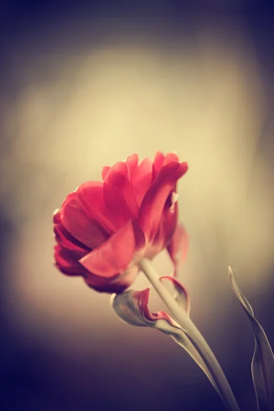 Spring time flowers closeup — Stock Photo, Image