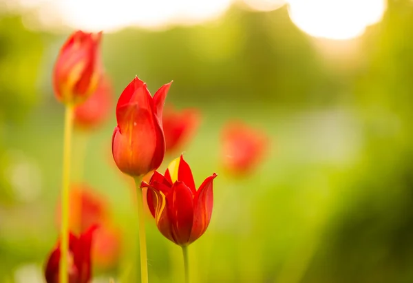 Rode voorjaar tulip — Stockfoto