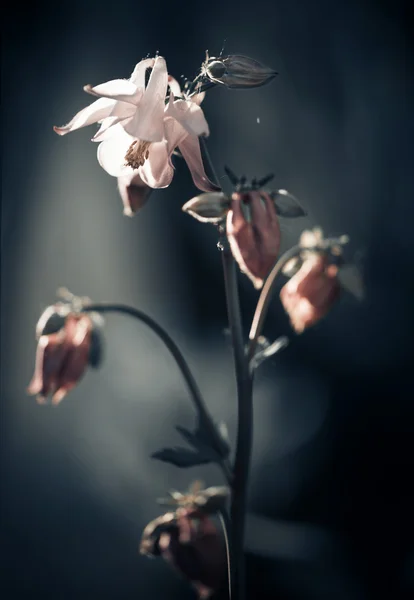 Bahar çiçek portre — Stok fotoğraf