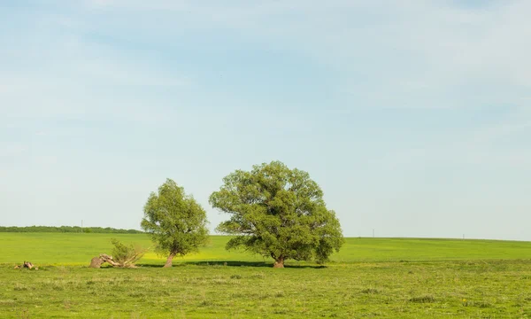 Lente veld landschap — Stockfoto