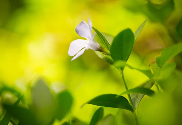 Fleur de printemps gros plan — Photo