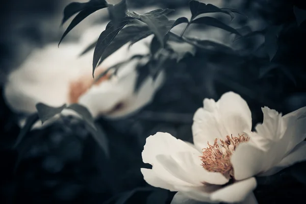 Primavera flor closeup — Fotografia de Stock