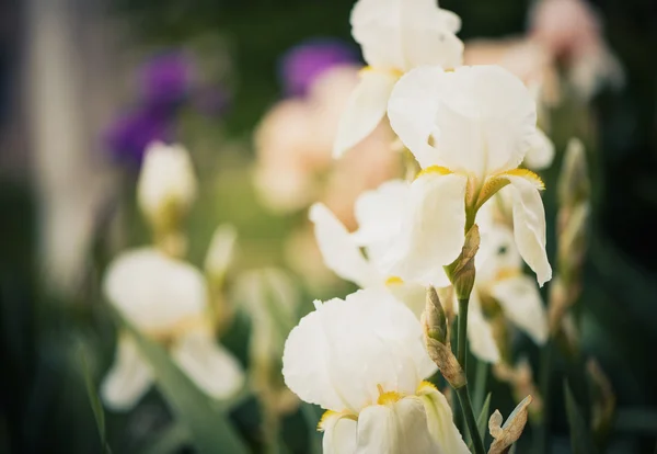 Весна квітка крупним планом — стокове фото