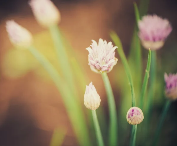 Άνοιξη λουλούδι closeup — Φωτογραφία Αρχείου
