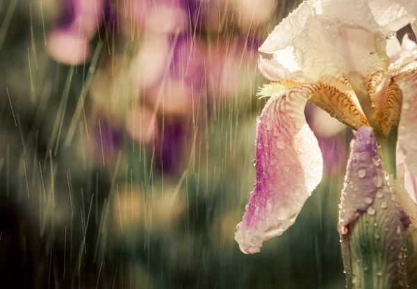 Iris de jardín —  Fotos de Stock