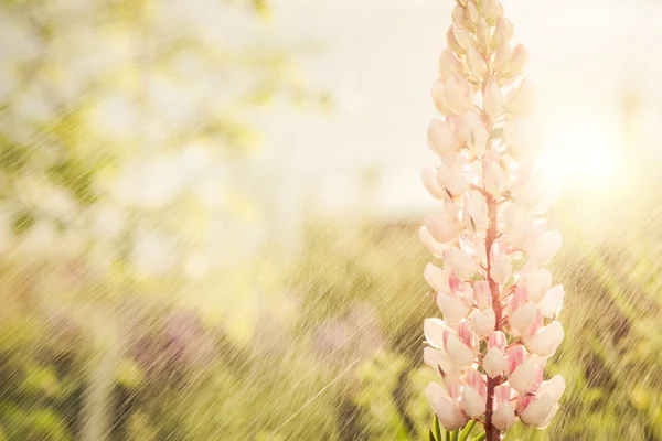 Roze bloem closeup — Stockfoto