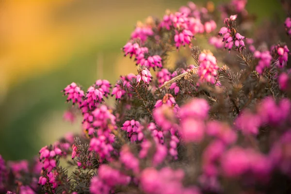 Buschblüten — Stockfoto