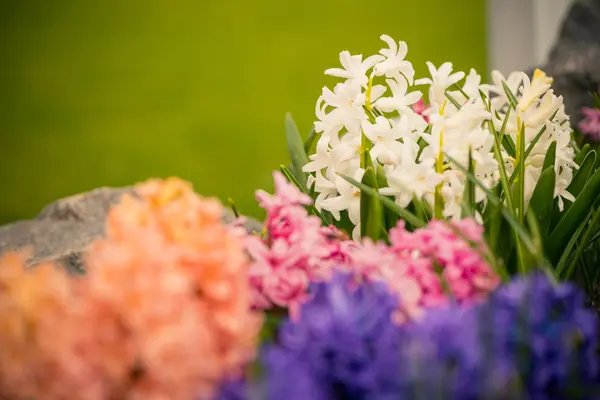 Bush bloemen — Stockfoto