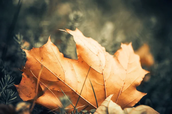 Hoja caída en la hierba — Foto de Stock