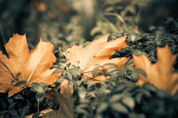 Падіння листя на траві — стокове фото