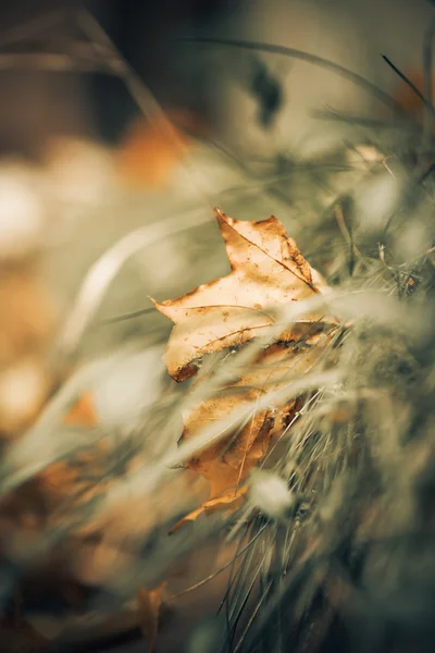 Feuilles tombées à l'herbe — Photo