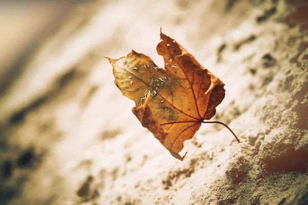 Bleka blad på sand — Stockfoto