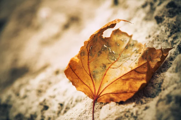 Vervaagd blad in sand — Stockfoto