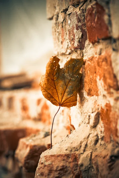 Vervaagd blad op oude muur — Stockfoto