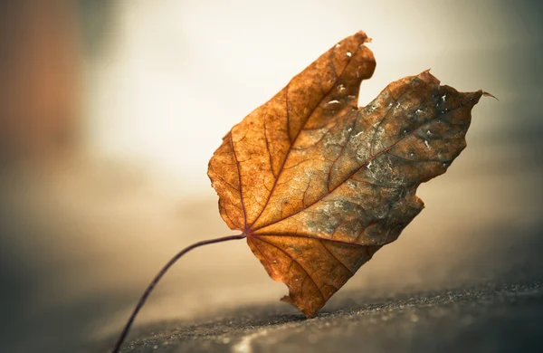 Був загублений опадання листя — стокове фото