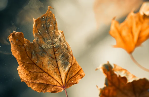 Vervaagd blad close-up — Stockfoto