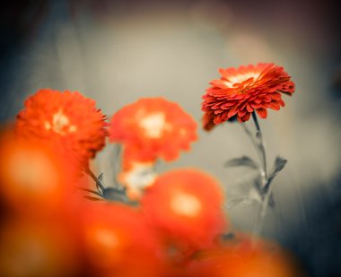 Kırmızı Güz çiçeği