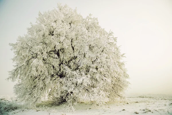 凍結する冬の木 — ストック写真