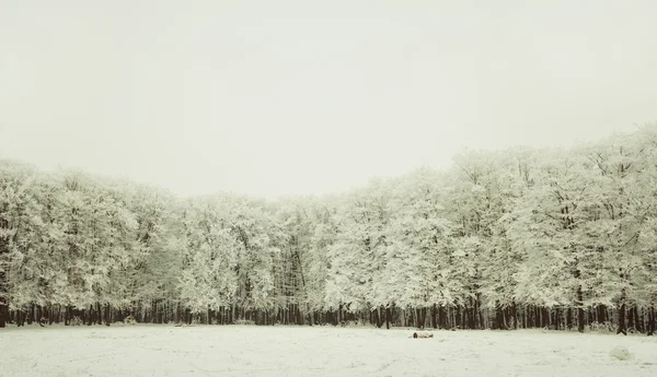 凍結の森林の木 — ストック写真