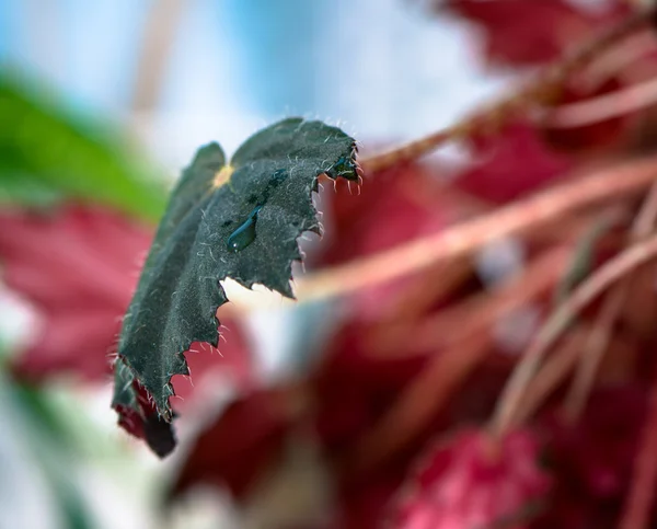 Folha com gota — Fotografia de Stock