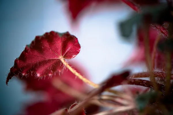 Röda blad närbild — Stockfoto