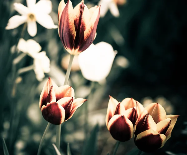 Tulipanes de primavera —  Fotos de Stock