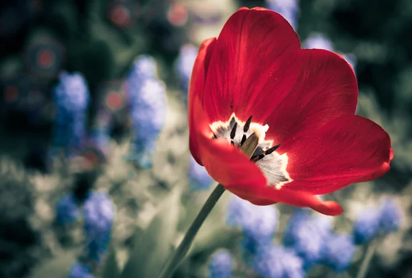 Rode tulip — Stockfoto