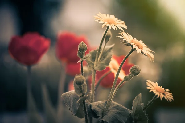 Flori galbene — Fotografie, imagine de stoc