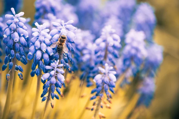 Muscari bloemen met bee — Stockfoto