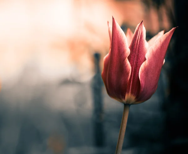 Λουλούδι κόκκινο τουλίπα — Φωτογραφία Αρχείου