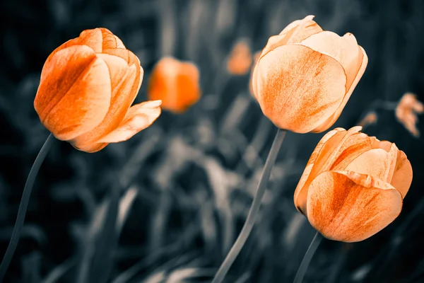 Tulipanes amarillos —  Fotos de Stock