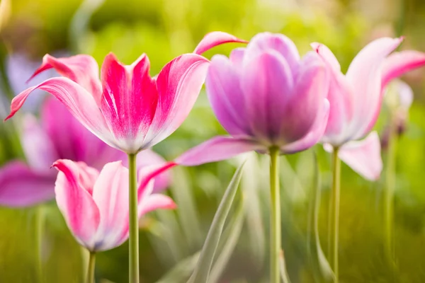 春の庭の花 — ストック写真