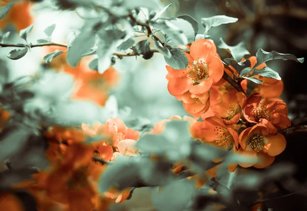 Orange blommor närbild — Stockfoto