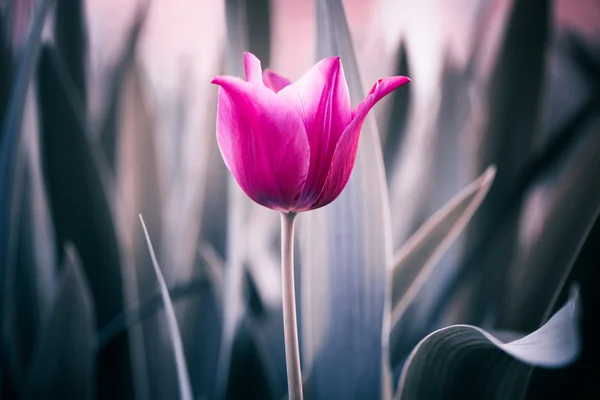 Flor vermelha da tulipa — Fotografia de Stock