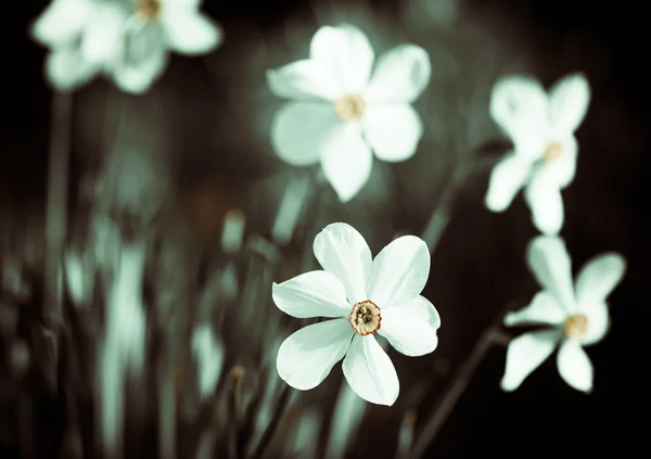 Нарцисс — стоковое фото